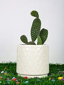 Pendi Pipe Ceramic Flower Pot Plant Container Set (Color : White)