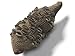Produktbild NaDeco Banksia Grandis Zapfen 10cm-14cm | Australische Banksia Zapfen | Banksia Cones | Große Zapfen | Deko Zapfen | Zapfen Deko |Drechsel Zapfen | Drechselholz