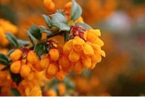 Tree Seeds Online - Berberis Darwinii - Barberry 50 Viable Seeds - 2 Packs