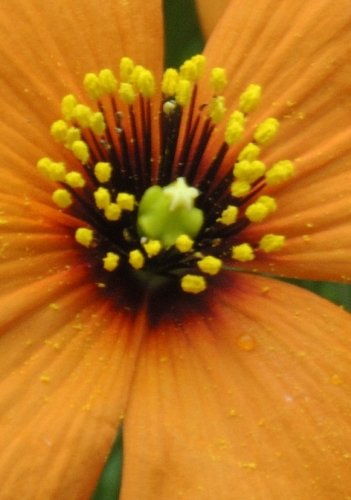 TROPICA – Wilder Feuermohn ( Stylomecon heteropyhllum-Copper Queen ) – 20 Samen - 3