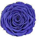 ETERNAL ROSES, XXL Rosenkopf, konserviert; Farbe Purple