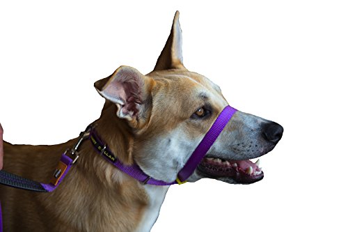 Canny - Collar para mascotas