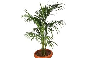 Nature Green Live Areca Plant Live Natural Indoor & Outdoor Natural Air Purifier House and Office (Areca Plant 1)
