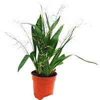 1 blühfähige Orchidee der Sorte: Oncidium Tiny Twinkle, 9cm Topf