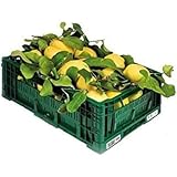 LIMONI NON TRATTATI - 18 KG - CALIBRO MISTO - Garantiti Buccia Edibile - Giardino Digitale - Prodotti in Calabria - ITALIA (1