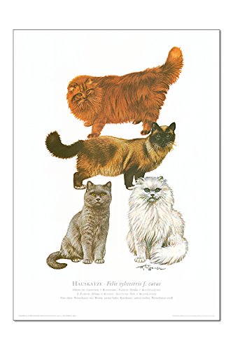 Preisvergleich Produktbild Natur Kunstdruck Katze