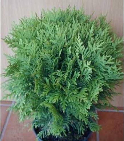 Tree of Life Dwarf Ball Tree of Life Thuja Occidentalis Danica Containerware  20-25 cm : Amazon.de: Garden