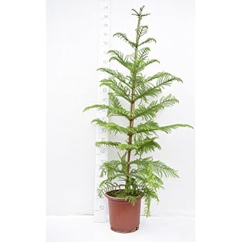 Norfolk Tanne - Zimmertanne - Araucaria Heterophylla - 50