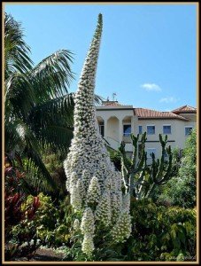 Natternkopf "weißen Schnee Turm" 10 Samen,(Echium Snow Tower)