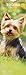 Yorkshire Terriers - Yorkies 2019 (Slimline-Kalender) by 