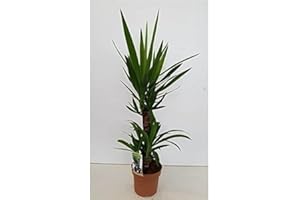 BRYNCIR GARDEN CENTRE Yucca 2 Stem -45/20cm in 17cm Pot 80cm Tall.