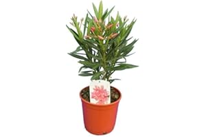 DECOALIVE Nerium Oleander Arbusto Conocido como Adelfa - Flores ROSAS