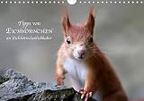 Tipps von Eichhörnchen an Eichhörnchenliebhaber (Wandkalender 2020 DIN A4 quer) by