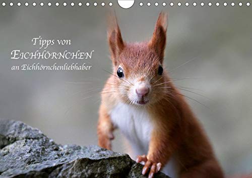 Tipps von Eichhörnchen an Eichhörnchenliebhaber (Wandkalender 2020 DIN A4 quer)