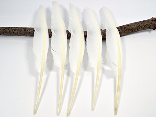 Preisvergleich Produktbild 5 Stück Gänsekiele Schreibfedern Naturfedern Gans Gänsefedern (ungeschnitten)