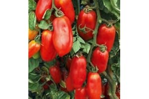 GENERICO piantine da orto pomodori melanzane peperoni (pomodoro san marzano 10 piante)