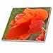 Produktbild 3dRose CT 24860 _ 3 rot Poppy expression-ceramic Tile, 20,3 cm