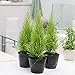 Produktbild Fash Lady 100 Teile/Beutel Importiert Zypresse Samen Platycladus Orientalis Arborvitae Pflanze Nadelbaum Planta für Garten Decor
