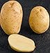 Produktbild Portal Cool 10: Saatkartoffeln Ramos. „Die Produzenten Wachsen Prozessoren verwenden Sie“