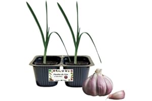 P. Piantine da Orto | Aglione, pack da 2 piante, Pianta Pronta per il Trapianto, Pianta Vera da Orto, da Balcone e da Esterno, Vivaio Italiano