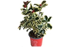 DECOALIVE Ilex Aquifolium o Acebo Árbol que Tolera Bajas Temperaturas
