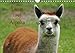 Lama und Alpaka (Wandkalender 2014 DIN A4 quer): Neuweltkamele aus Südamerika (Monatskalender, 14 Seiten) by