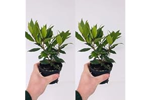 CARBETH PLANTS 2 x Laurus nobils, Bay Tree, 10cm Pot, Cooking Bay Leaf Tree Herb, Ready to Plant