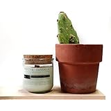 Duftkerze aus Sojawachs No. 02 Stories of Nopales