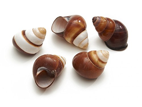 NaDeco® Helicostyla rufogastra 4-5cm | Landschnecke - 2