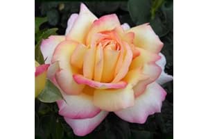 CARBETH PLANTS Rose Bush 'Peace' - Two-Toned Hybrid Tea Scented Rose Bush in 3 Litre Pot - Ready to Plant (1 Plant)