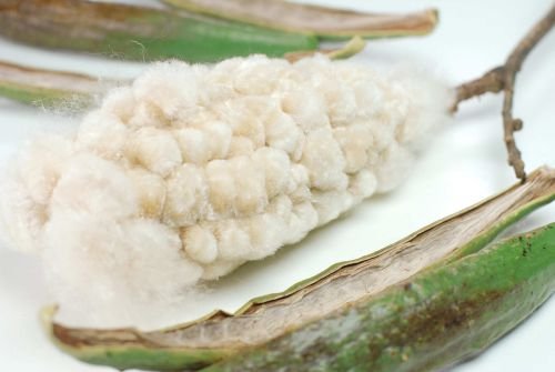 1kg Kapok Pflanzenfaser,natürliches Füllmaterial für Kissen und Bastelbedarf - 2