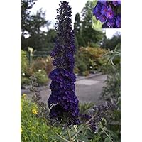 Buddleja davidii Black Knight - Schmetterlingsstrauch -