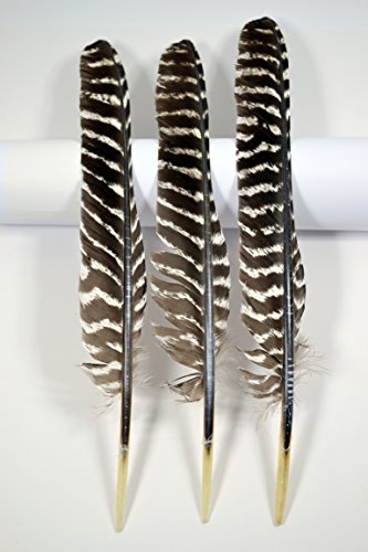 Preisvergleich Produktbild 3 Stück Schreibfedern Naturfedern Truthahn Spitzposen (ungeschnitten)