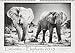Elefanten 2015 / Elephants 2015: Schwarz-Weiß-Kalender by 