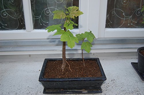 Lindenbäumchen Mini ca. 10-20cm Sommerlinde Tilia platyphyllos für Garten, Balkon oder das Fensterbrett – Original Rheintallinde aus dem Elsass – Saisonware – Zuchtqualität - 4