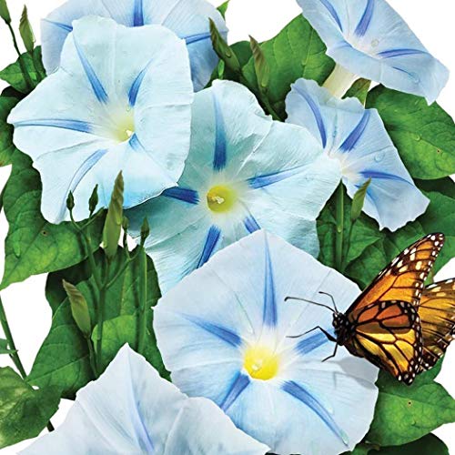 40 Graines D'Ipomée Pourpre - Plante Grimpante Annuelle - Semences Paysannes Reproductibles - 10