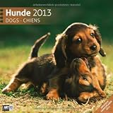 Hunde 2013 by
