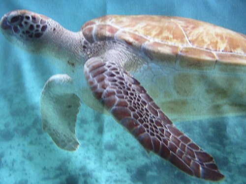 Proflax Kissenhülle 6555 Toto (Schildkröte) - 2