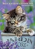 Image de Mein Katzenkalender 2019: Kleine Katzen ganz groß