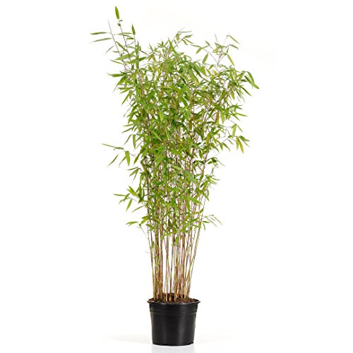Extrem Bambus Fargesia Winterjoy 1 Pflanze 60-80 cm. hybrid schnellwachsend ohne Rhizome bis – 20 Grad - 2
