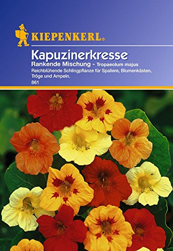 Kiepenkerl Kapuzinerkresse Rankende Mischung