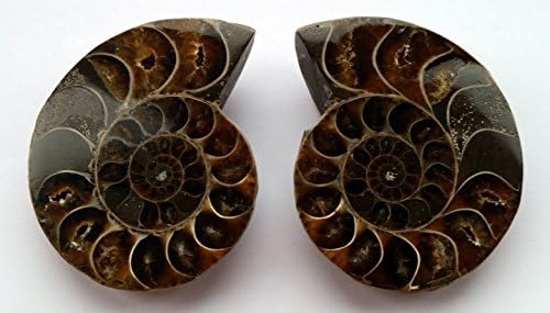 Ammonites - Cut and Polished (large pair)