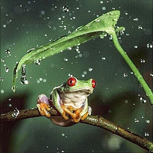 5D Diy Diamond Embroidery Painting Kit / Rhinestone Pasted Painting / Cross Stitch - with Full Square Diamond and Make Tool - Tree Frog in Rain (40X40CM)