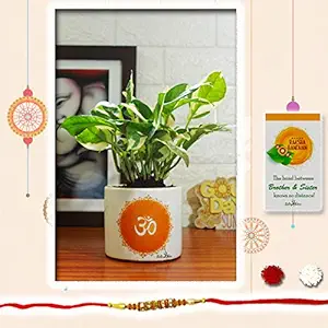 Rolling Nature Rakhi Combo of Air Purifying Good Luck Njoy Money Plant Plant in White Barrel Om Divine Ceramic Pot