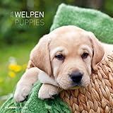 Image de Welpen 2014 Broschürenkalender