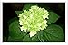 Produktbild Metall Poster Blechschilderplatte Blechschild Plakat Flower Tin Sign Hydrangea White Leaf Close Up Night 28424 Retro Weinlese Kunstdrucke by hamgaacaan (20x30cm)