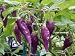Produktbild AGROBITS Condor ist Schnabel Chilli - eine längliche Form, Esotisch, Rare & Uncommon Habanero Pepper !! !