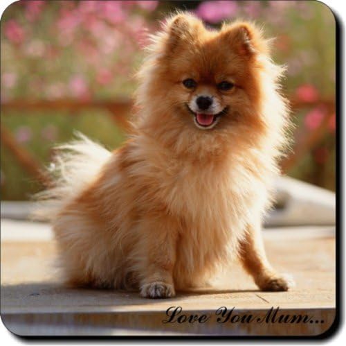 Pomeranian Dog "Love You Mum…" Mothers Day Sentiment Single Leather Coaster Gift