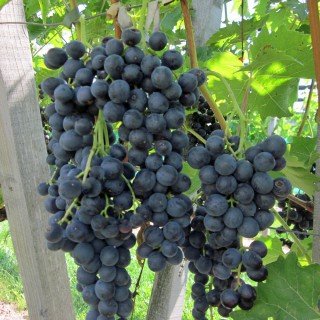 Weinrebe 'New York Muscat' - Leckere , kernarme Rebsorte