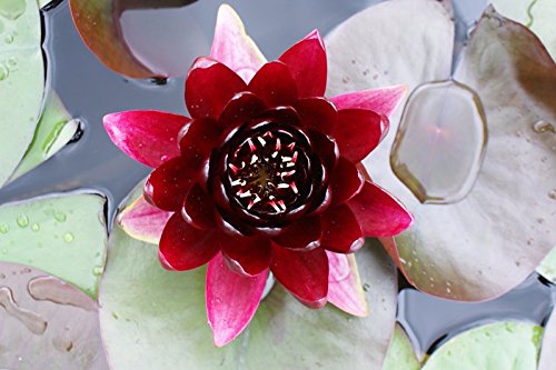 Nymphaea ‚Black Princess‘ Blutrote Seerose Teichpflanze Schwimmpflanze - 2